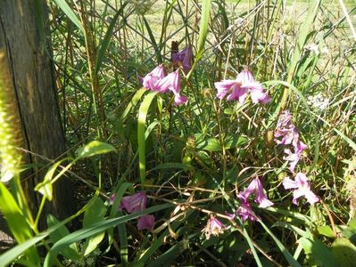 clematis Heather Hershell