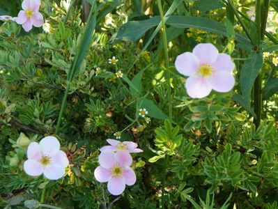 potentilla fruticosa Pink Beauty