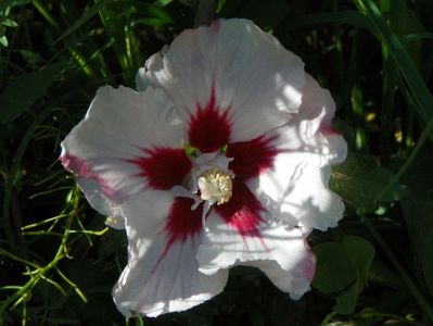 hibiscus syriacus Hamabo