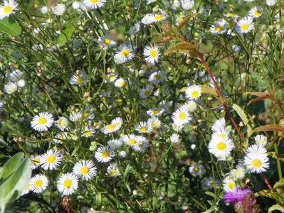 erigeron annuus