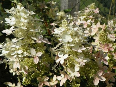 hydrangea paniculata Grandiflora