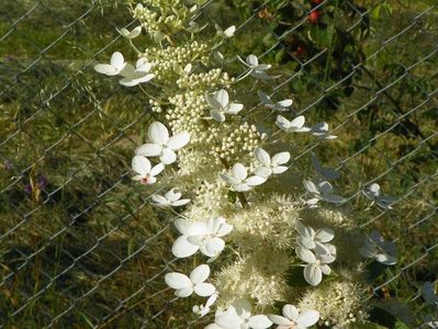 hydrangea paniculata Grandiflora