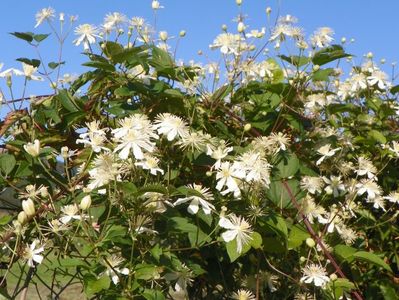 Clematis Summer Snow