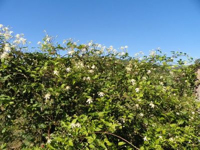 Clematis Summer Snow