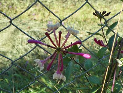 lonicera peryclimenum Serotina