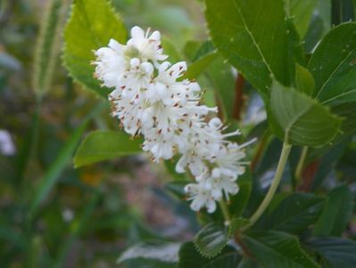 clethra alnifolia