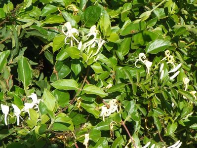 lonicera japonica