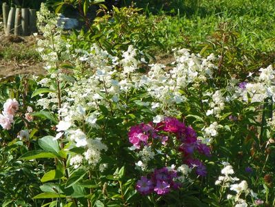 hydrangea paniculata Interhydia