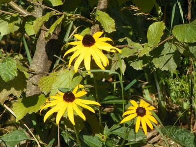 rudbeckia Goldsturm