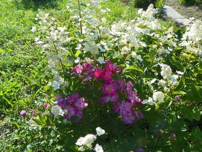 hydrangea paniculata Interhydia si Lavender Dream