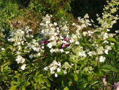 hydrangea paniculata Interhydia