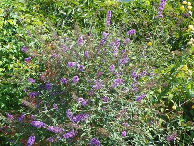 buddleja Empire Blue