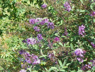 buddleja Empire Blue