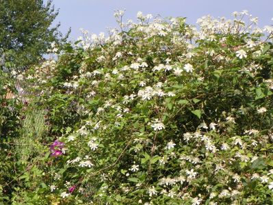 Clematis Summer Snow