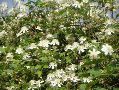 Clematis Summer Snow