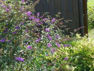 buddleja Empire Blue