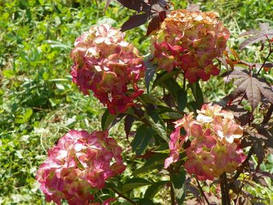 hydrangea paniculata Fraise Melba