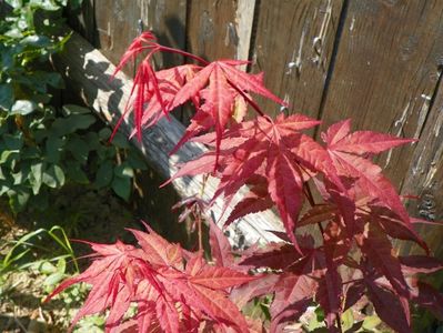 acer palmatum atropurpureum