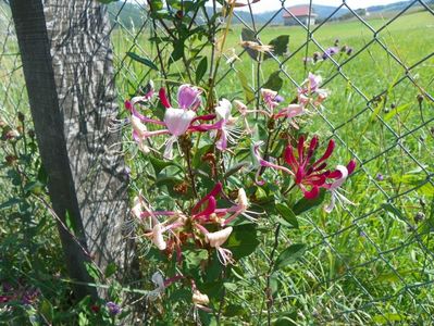 lonicera peryclimenum Serotina