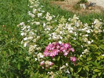 hydrangea paniculata Interhydia si Lavender Dream