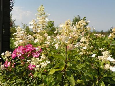 hydrangea paniculata Interhydia