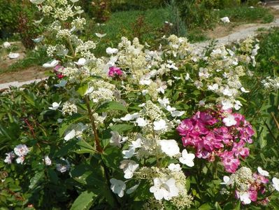 hydrangea paniculata Interhydia si Lavender Dream