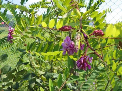 robinia hispida