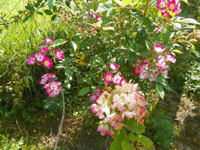 hydrangea paniculata Diamond Rouge si Mozart