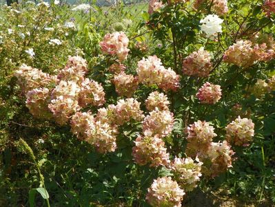 hydrangea paniculata Sundae Fraise