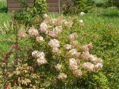 hydrangea paniculata Phantom