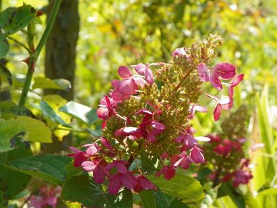 hydrangea paniculata Pinky Winky