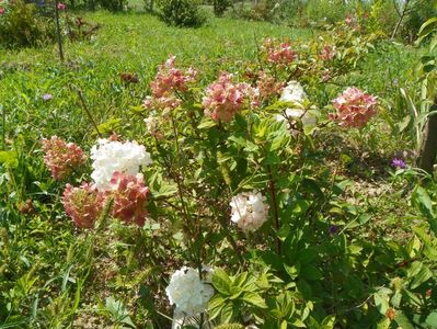 hydrangea paniculata Polar Bear