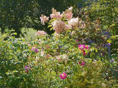 hydrangea paniculata Phantom