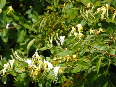 lonicera japonica