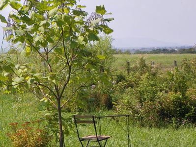 catalpa bungei