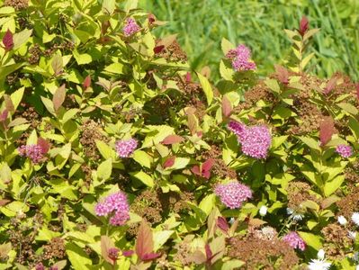 spiraea Goldmound