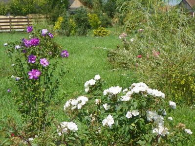 hibiscus syriacus Duc de Brabant si Darlow's Enigma