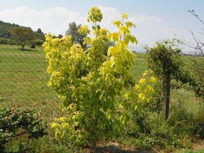 acer negundum Kelly's Gold