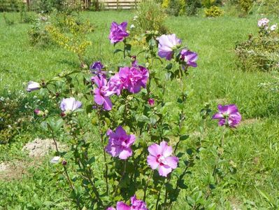 hibiscus syriacus Duc de Brabant