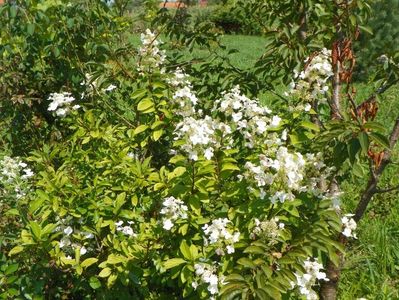 hydrangea paniculata Unique