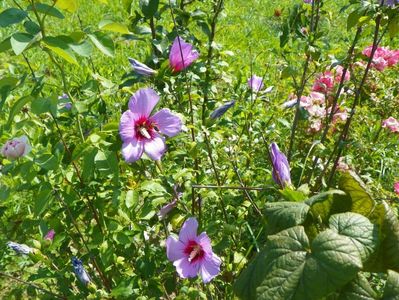 hibiscus syriacus