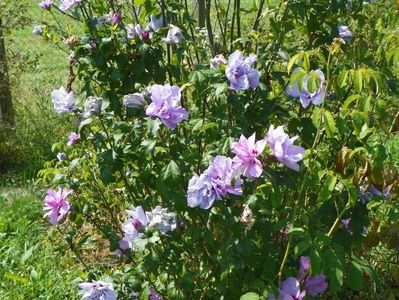 hibiscus syriacus Ardens