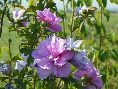 hibiscus syriacus Ardens