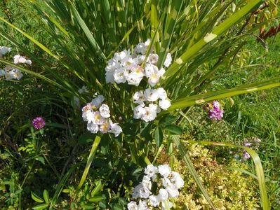 Abigail Adams si miscanthus Zebrinus