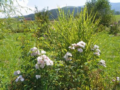 Abigail Adams si miscanthus Zebrinus