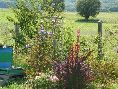 berberis Orange Rocket si Pink Grootendorst