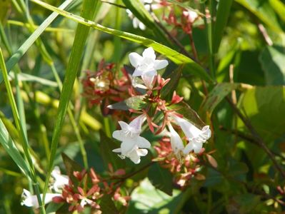 abelia grandiflora