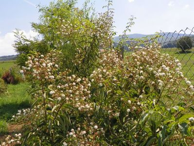 heptacodium miconioides