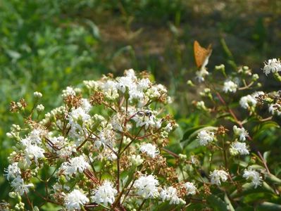 heptacodium miconioides