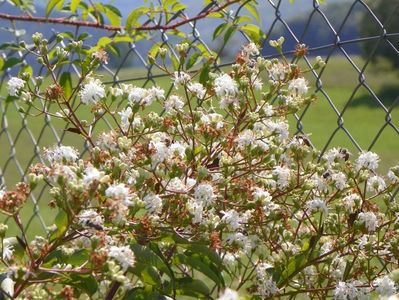 heptacodium miconioides